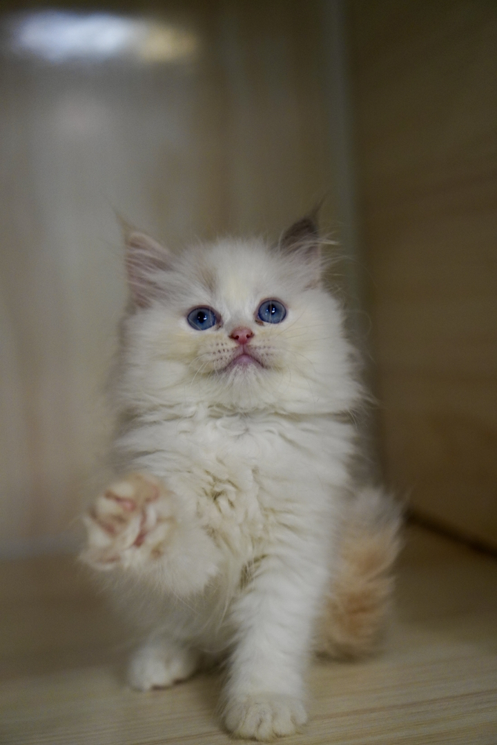 布偶猫幼崽，蓝眼白毛颜值高，温顺粘人，养宠佳选