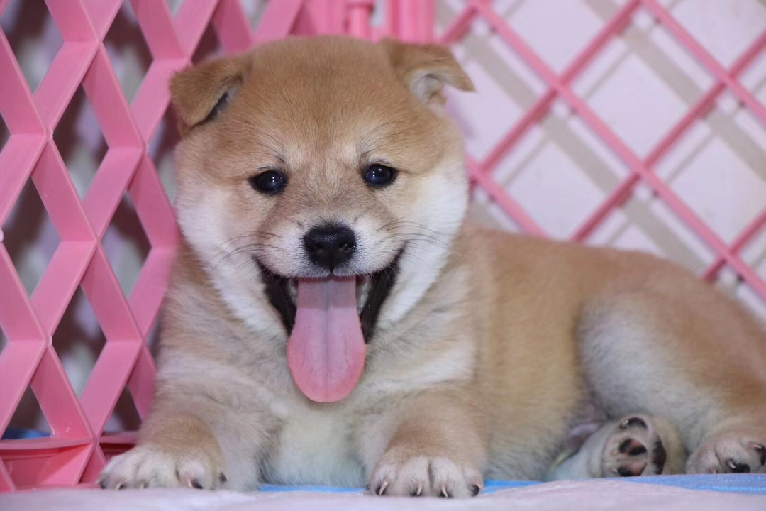 柴犬幼犬，呆萌可爱，毛色暖棕，治愈系小天使