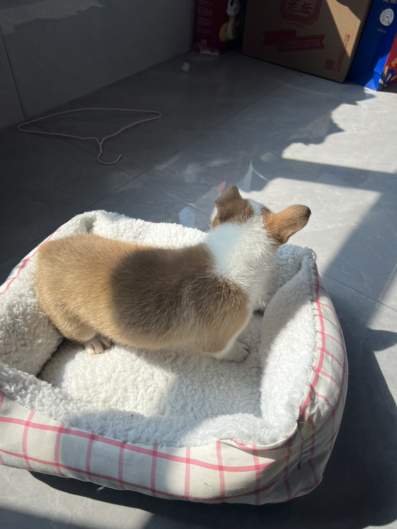 纯种双色小短腿柯基宠物狗🐶