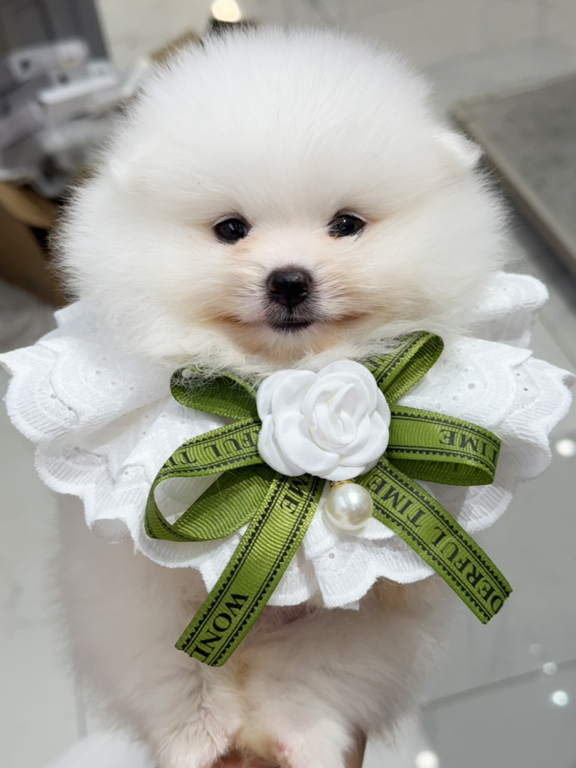 小博美