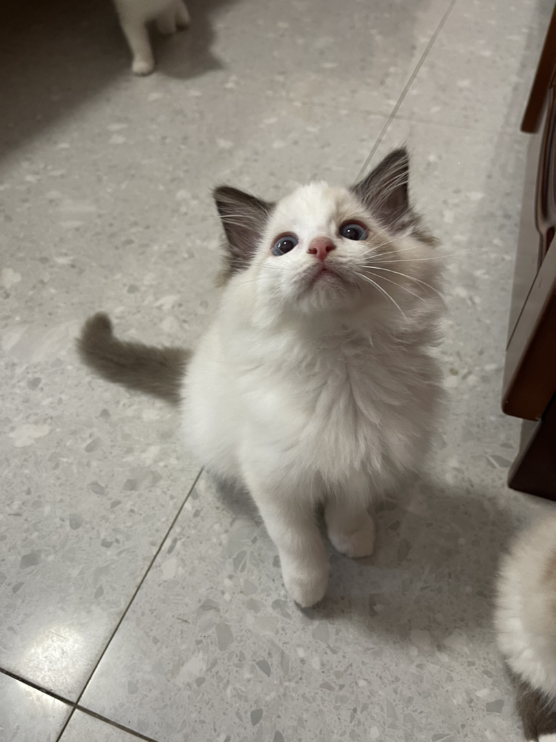 布偶猫500和680一只