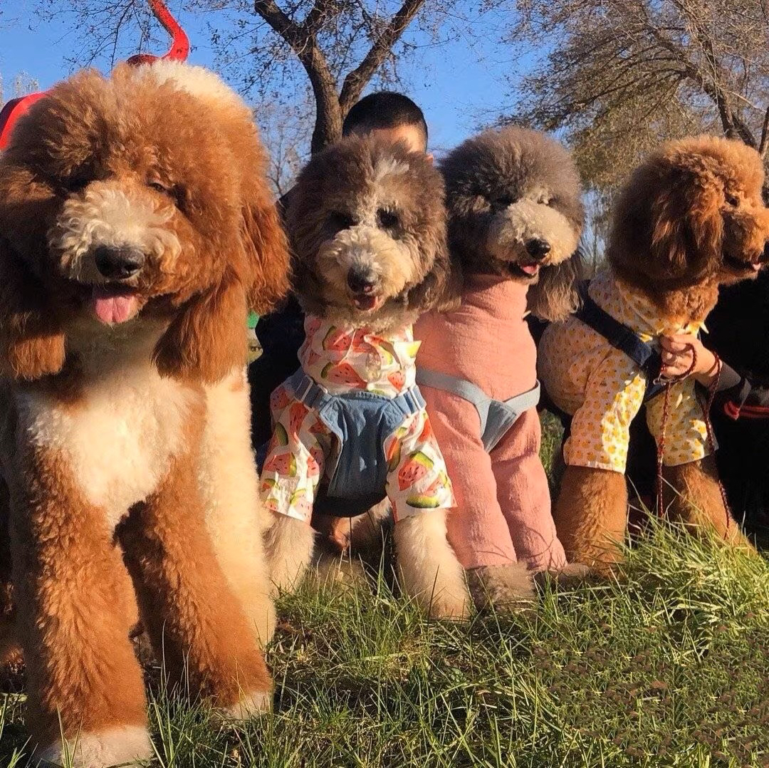 纯白色巨贵 灰色巨贵 花色巨贵