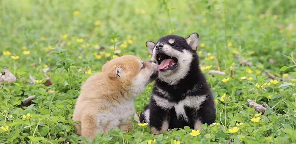 双血统柴犬❤️带证书芯片