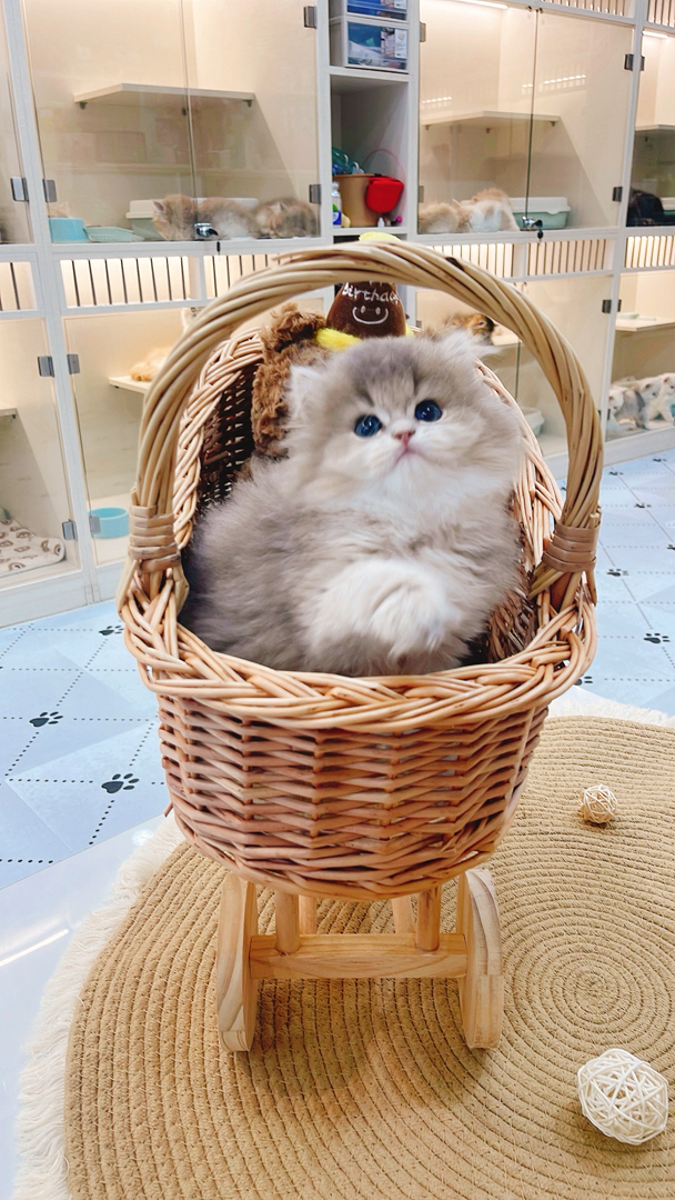 长毛蓝金