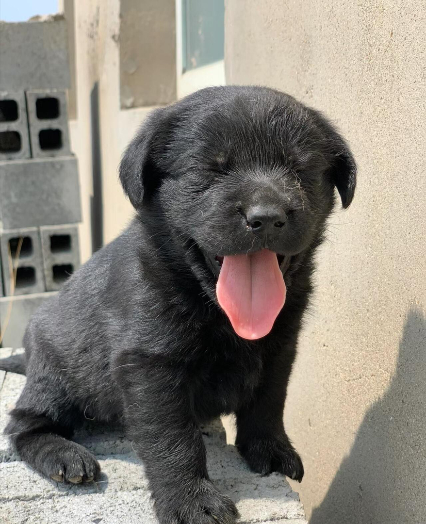 纯黑拉布拉多幼犬，呆萌可爱，聪明温顺，绝佳宠物伴侣