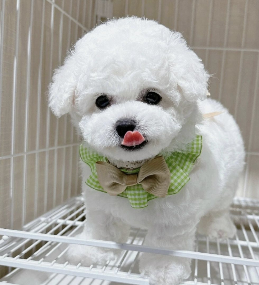 可爱比熊犬,浑身雪白如棉花,乖巧温顺萌翻天