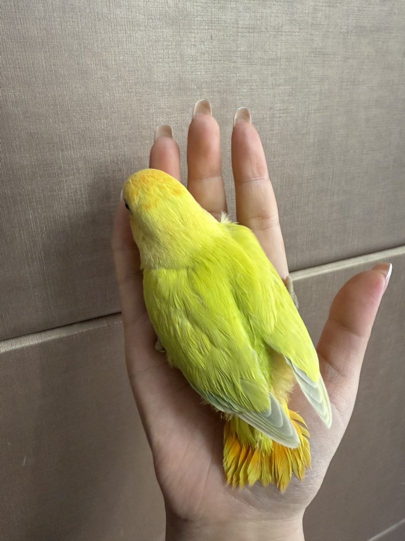 牡丹金头澳闪纯手养