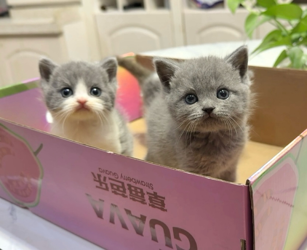 自家繁育蓝白小猫