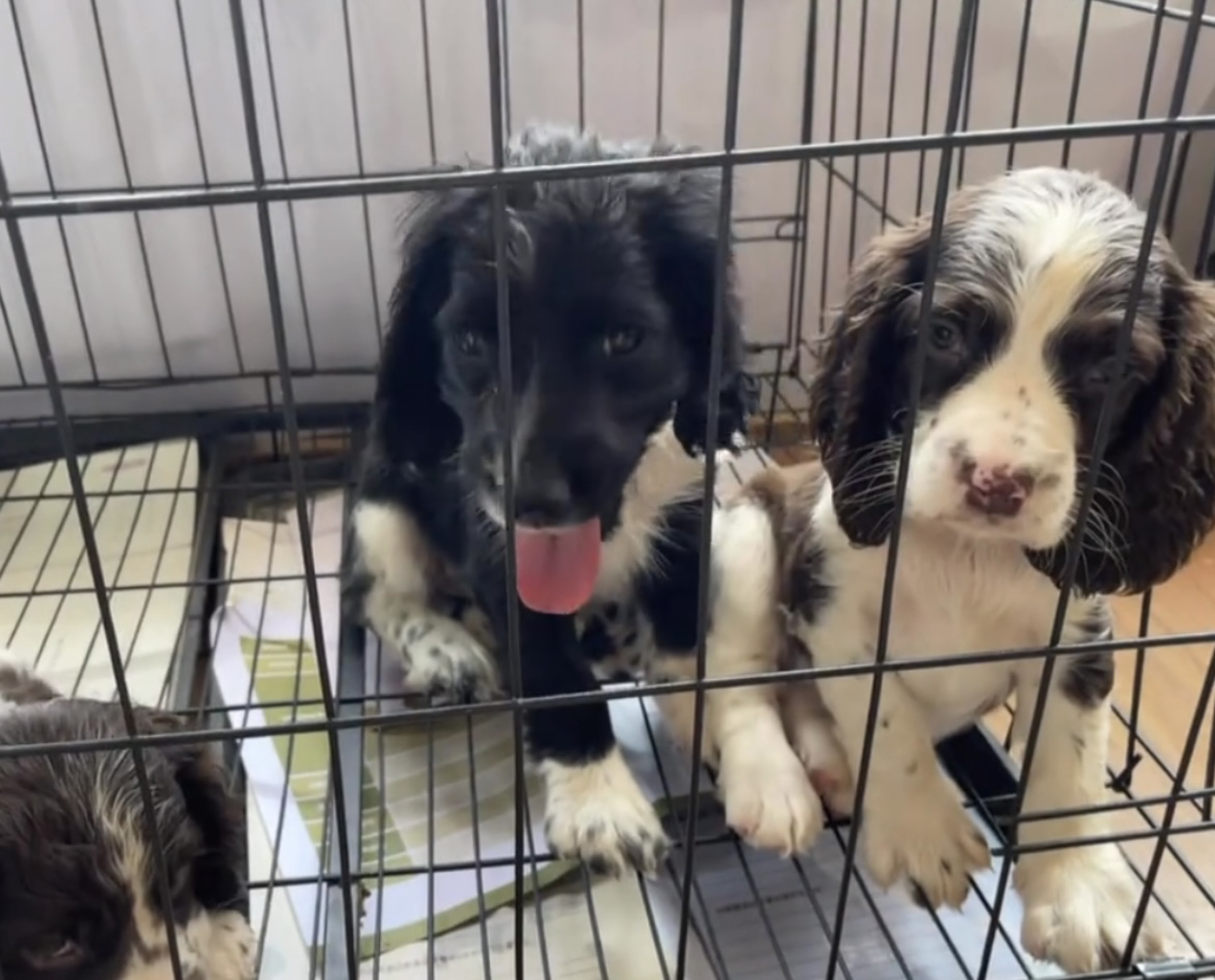 纯种史宾格幼犬 3个月左右 三针疫苗以打齐