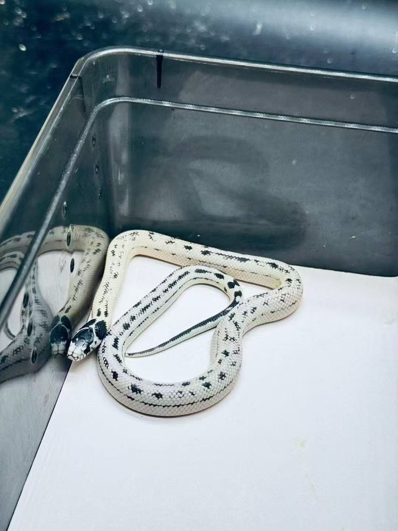 小醋包高白王包活好养适合新手，蛇不能也不需要打疫苗