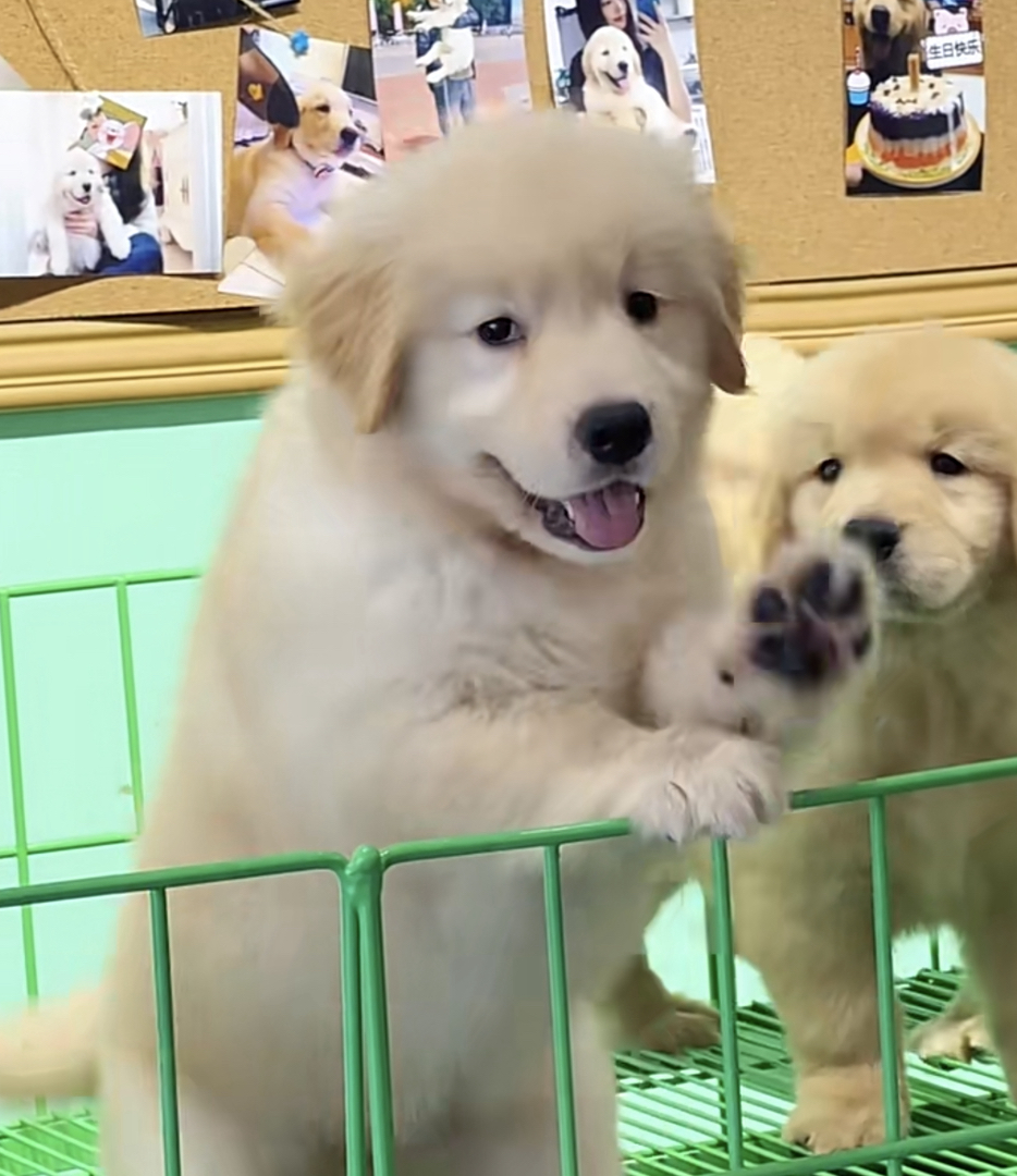 赛级金毛幼犬❤️双血统带证书芯片