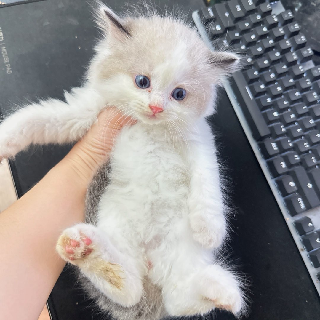 布偶猫