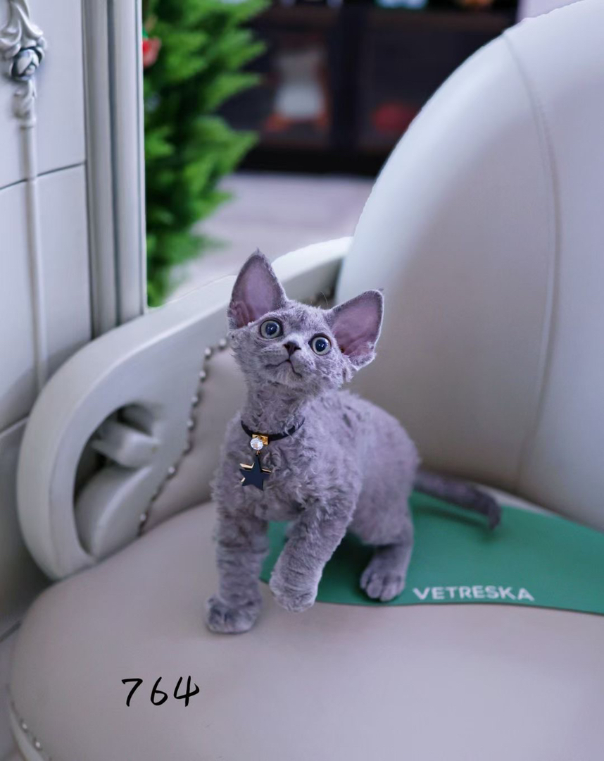 纯蓝色德文猫心