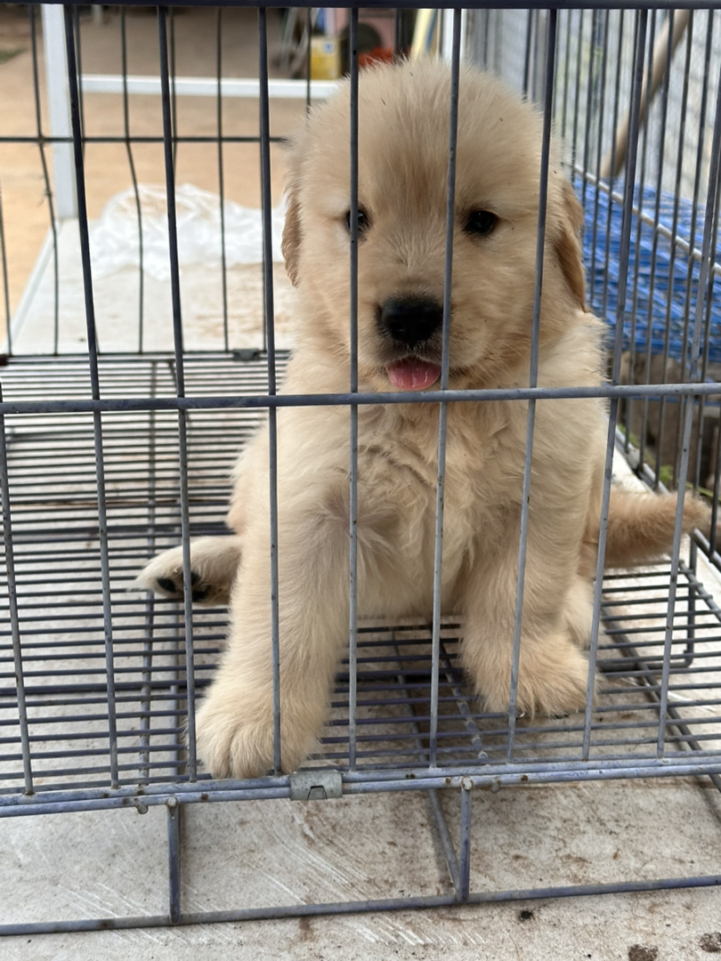 金毛幼犬，可爱活泼，性格温顺，适合家庭养殖