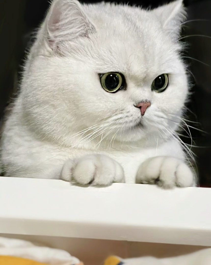 高端网红大胖脸🌸英短猫咪🌸银渐层猫咪
