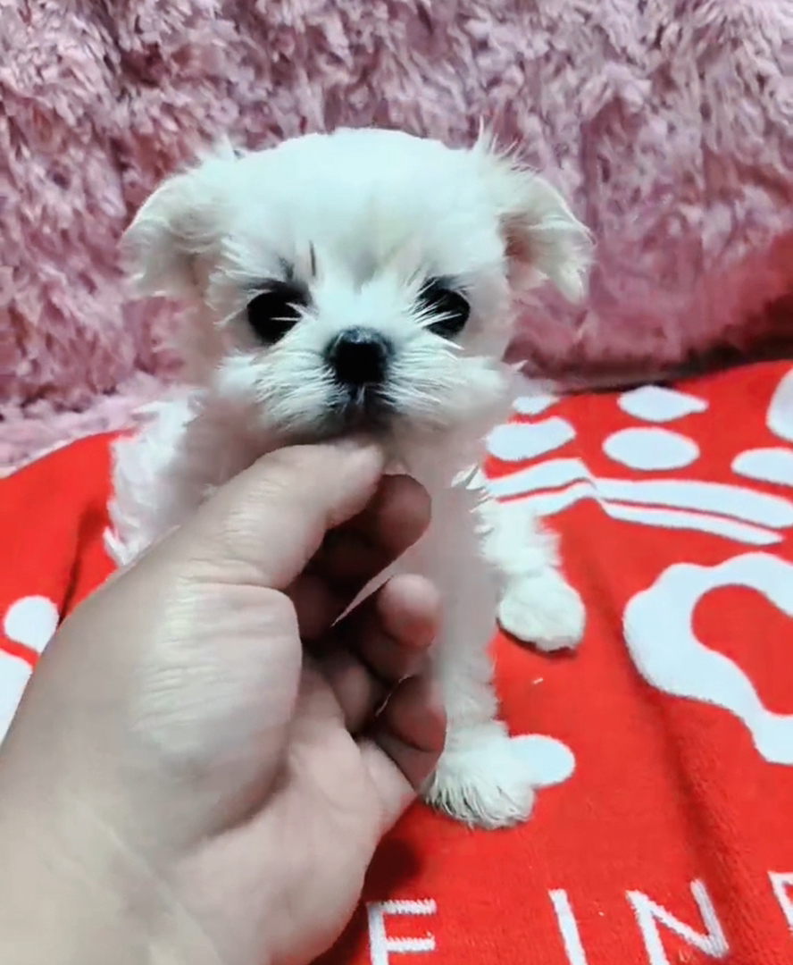 纯种马尔济斯妹妹