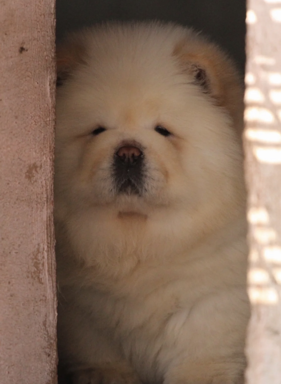 熊版大骨量松狮犬❤双血统➕证书芯片