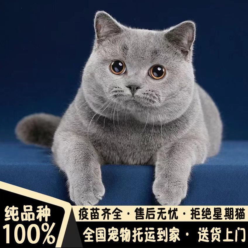 蓝猫大胖子 赛级蓝猫哦 不是普通的