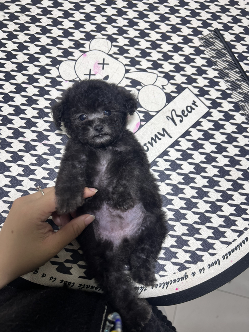 微小体灰泰迪母