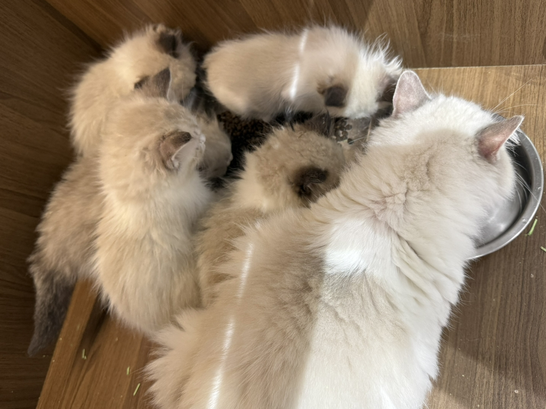 布偶猫幼崽,颜值超高,性格温柔,陪伴你的贴心萌宠