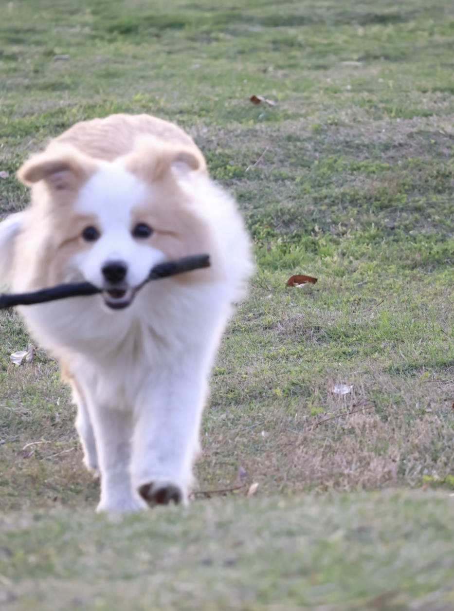 大骨量金色边境牧羊犬
