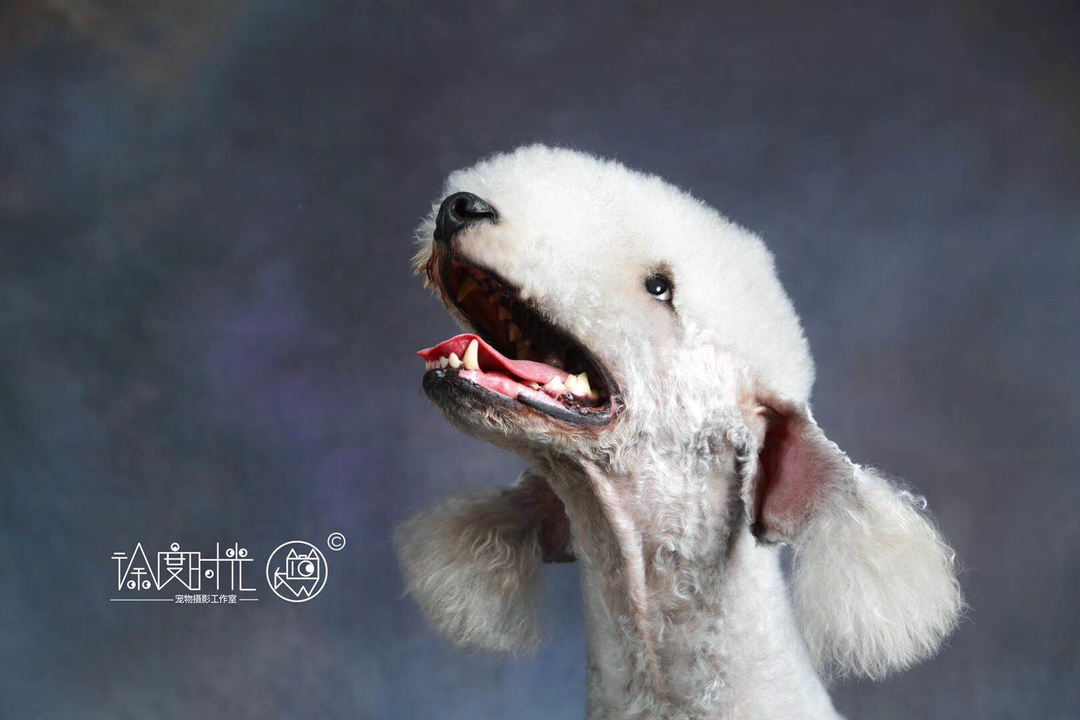 贝灵顿梗幼犬,绵羊造型优雅可爱,活泼温顺,独特外观,理想伴侣犬