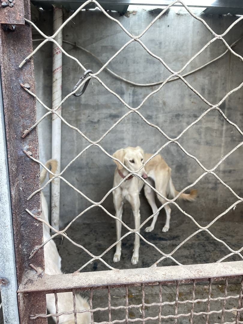 山东本地细优秀的中华田园犬优秀的猎犬忠诚的看家犬护卫犬忠心护主聪明