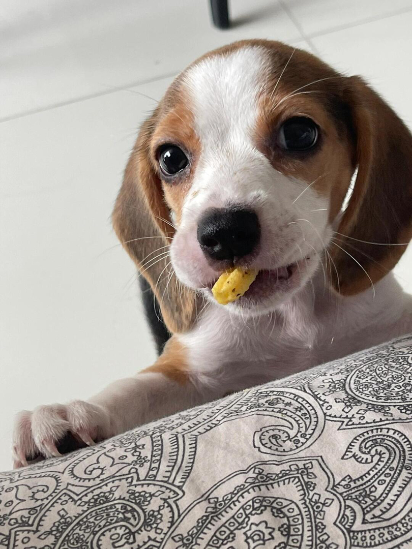 比格幼犬  送过渡粮 狗绳 ➕狗瘟 冠状 细小试剂检测