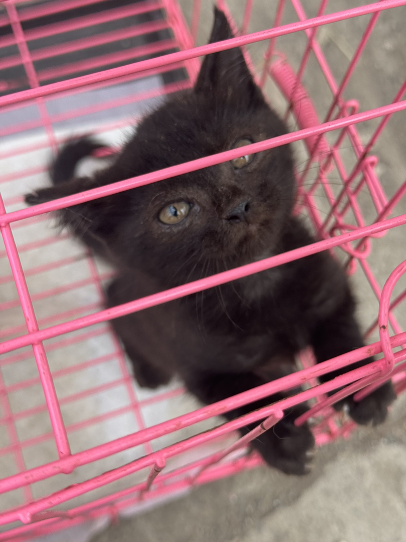 黑猫幼崽,纯黑油亮毛发,大眼灵动,温顺粘人,理想家庭伴侣