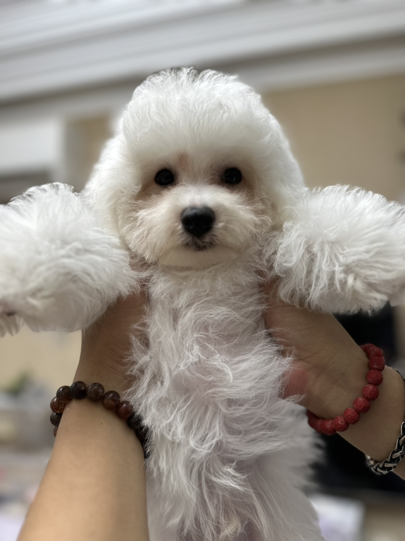 自家繁育纯种比熊犬，可爱的棉花糖小狗