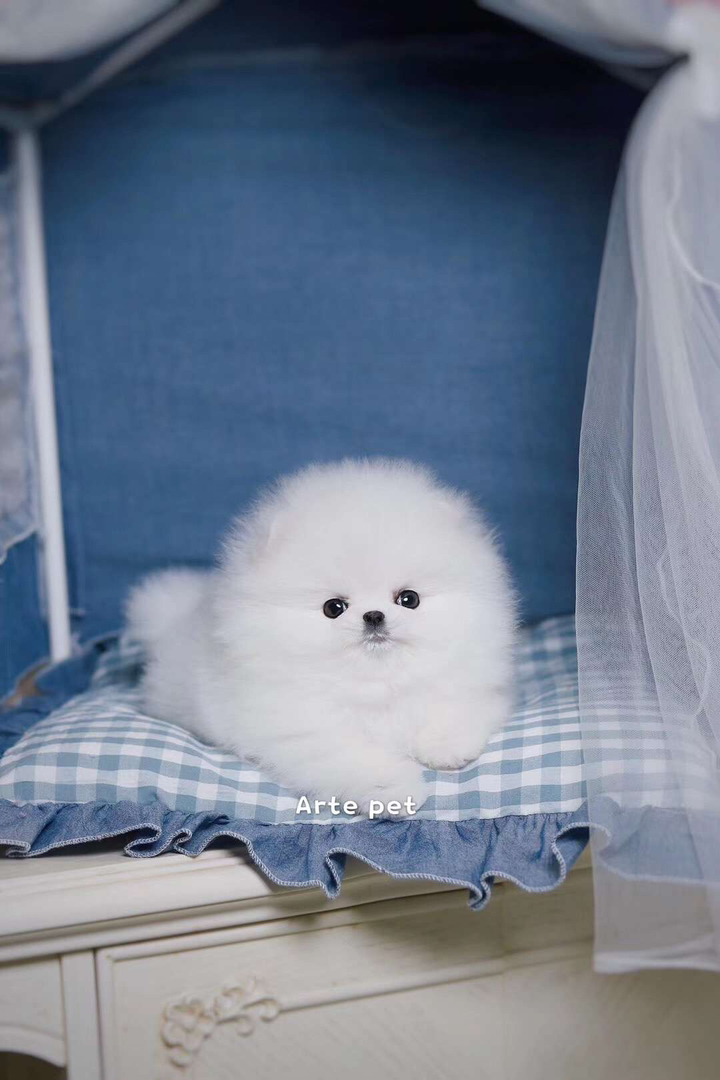 博美幼犬,雪白蓬松似雪球,眼神灵动,乖巧粘人,家庭萌宠佳选