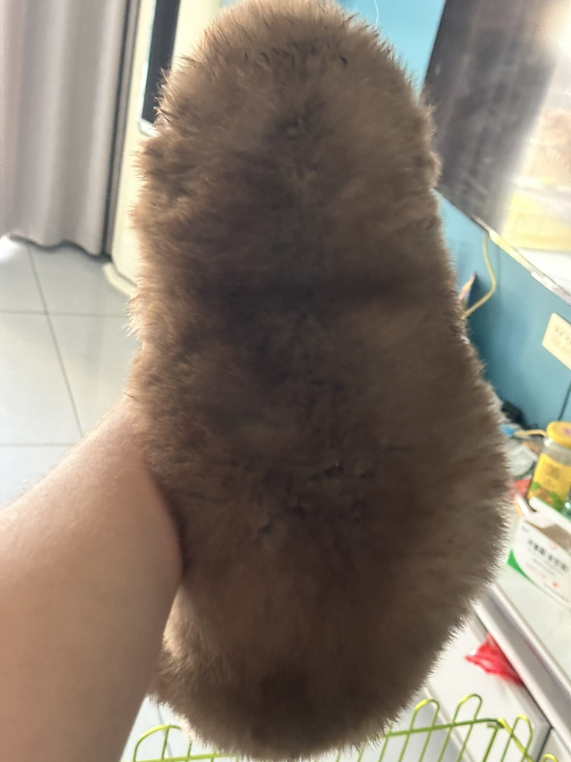 阿拉斯加幼犬，呆萌可爱，颜值高，温顺友好的大型宠物