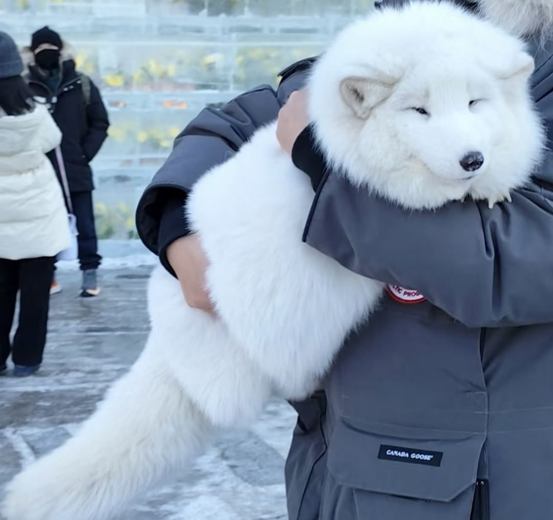 哈尔滨大胖狐狸❤纯种狐狸多又多