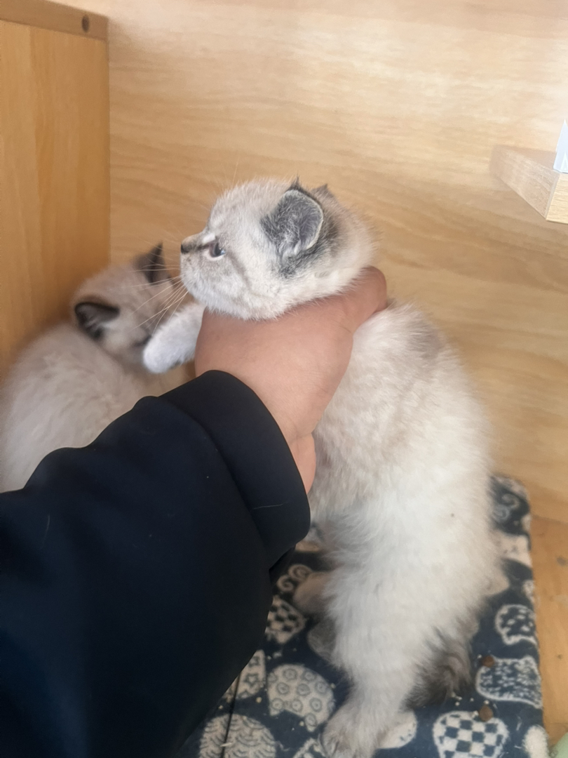 蓝眼雪绒毛发,温顺粘人,颜值高易饲养,萌宠优选