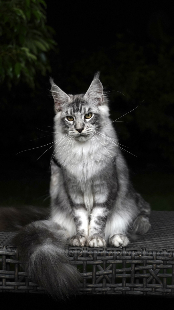 大嘴套银虎斑缅因猫，体型大毛发浓密，温柔聪明，尽显王者风范