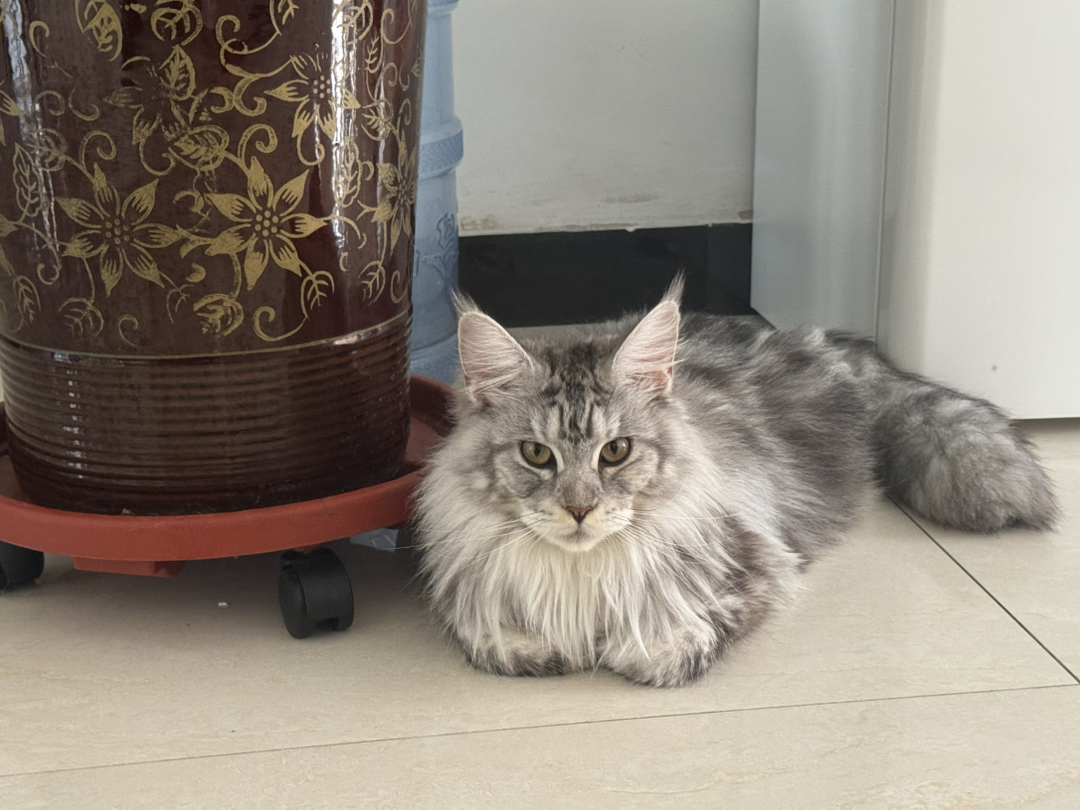 进口超大体缅因猫