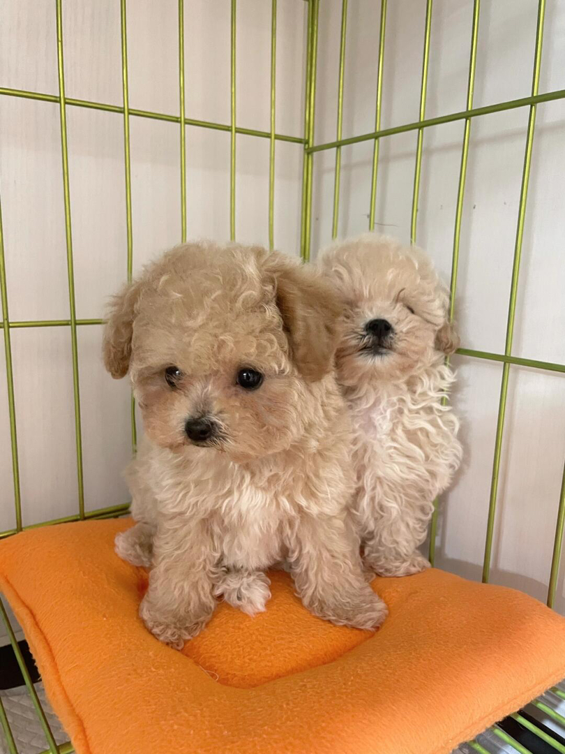 可爱泰迪幼犬,卷毛乖巧,活泼灵动,绝佳陪伴宠物