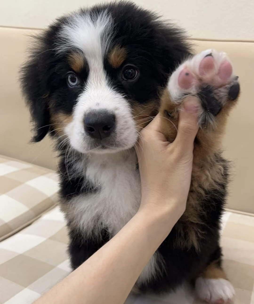 伯恩山犬性情善良，对陌生人也很和平，对小朋友和其他小动物十分温柔