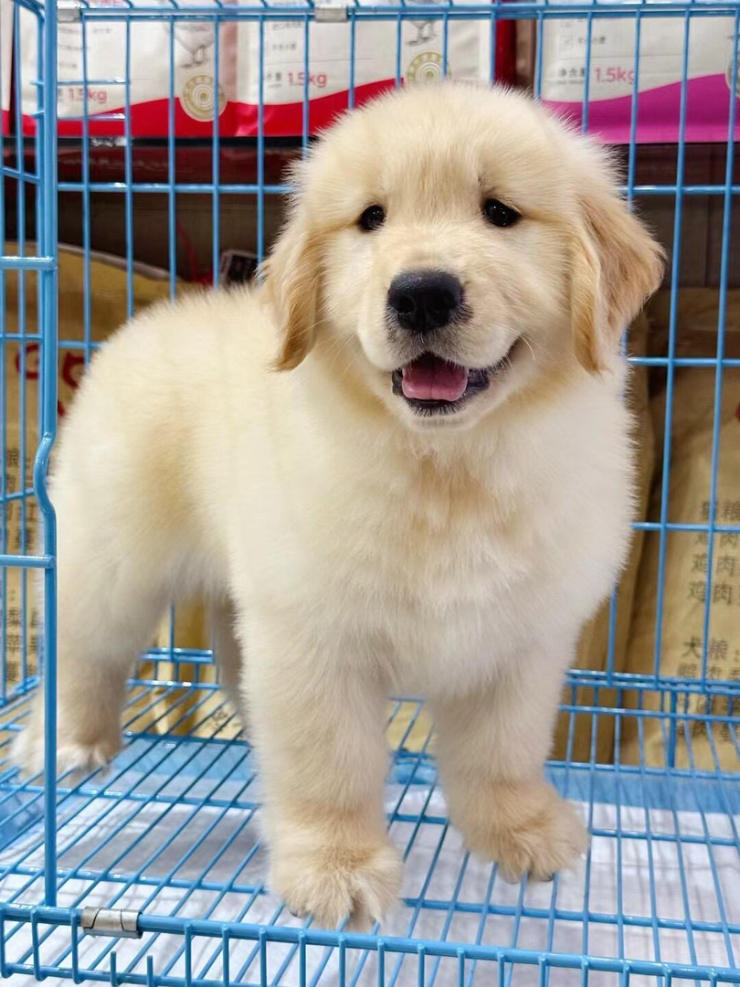金毛幼犬公母都有，繁育场直销