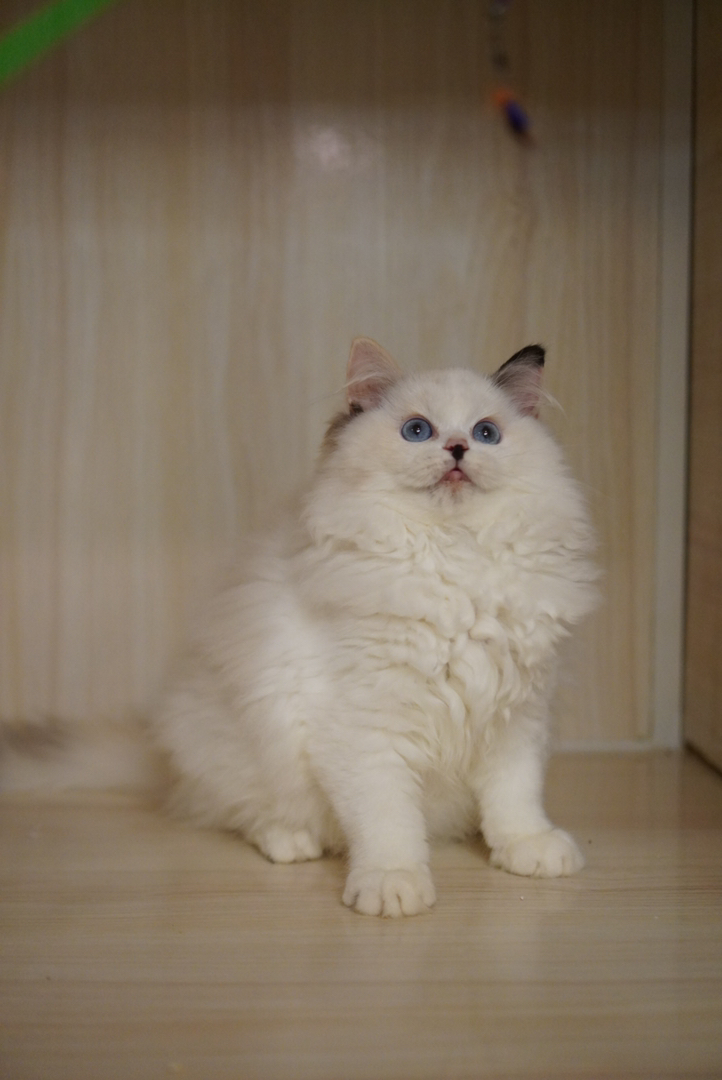 高颜值布偶猫，蓝眼白毛仙气足，温顺可爱的贴心伴侣