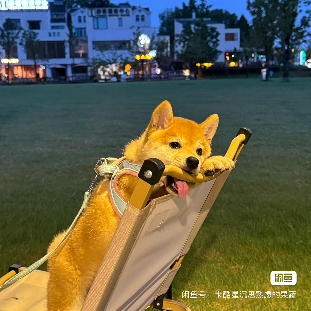 兜兜 毛色金黄 很茂密 脸发腮 品相好