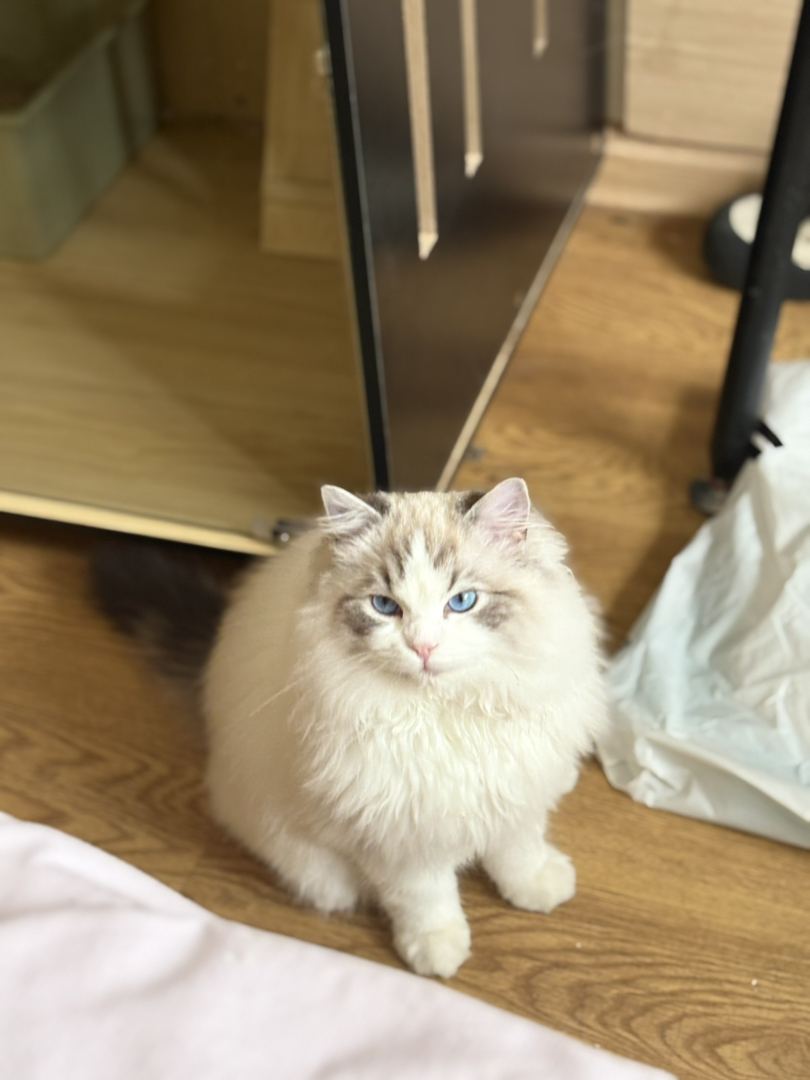 新脸山猫布偶