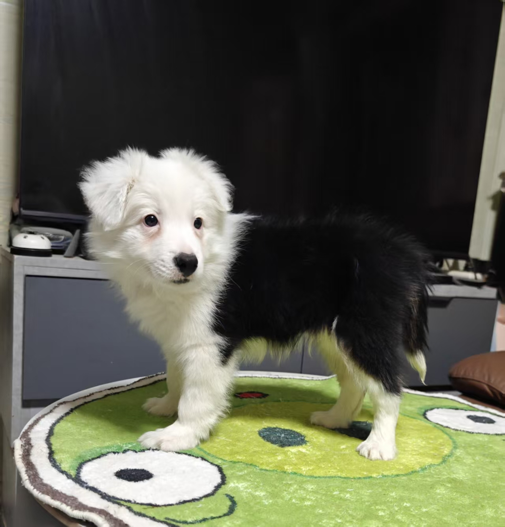 纯种边牧弟弟（请看下方详情介绍）不包运