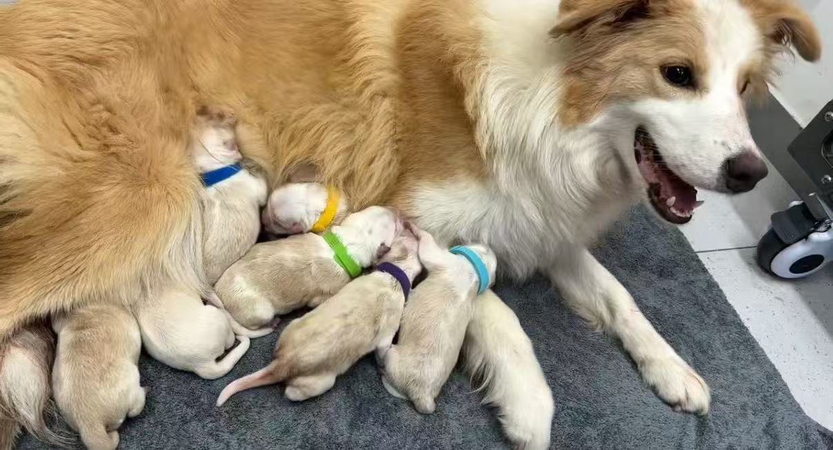北京家养金边牧幼犬找新家