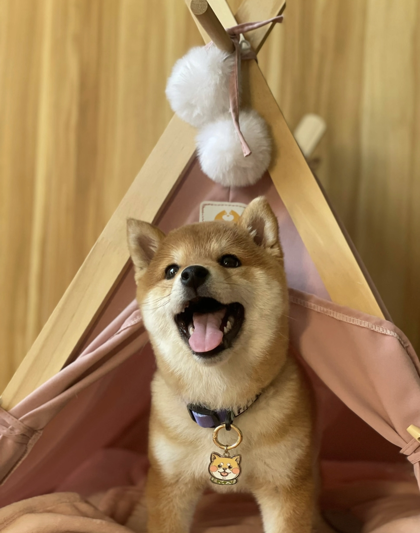 柴犬幼犬,笑容治愈,品相优良,可爱萌宠值得拥有
