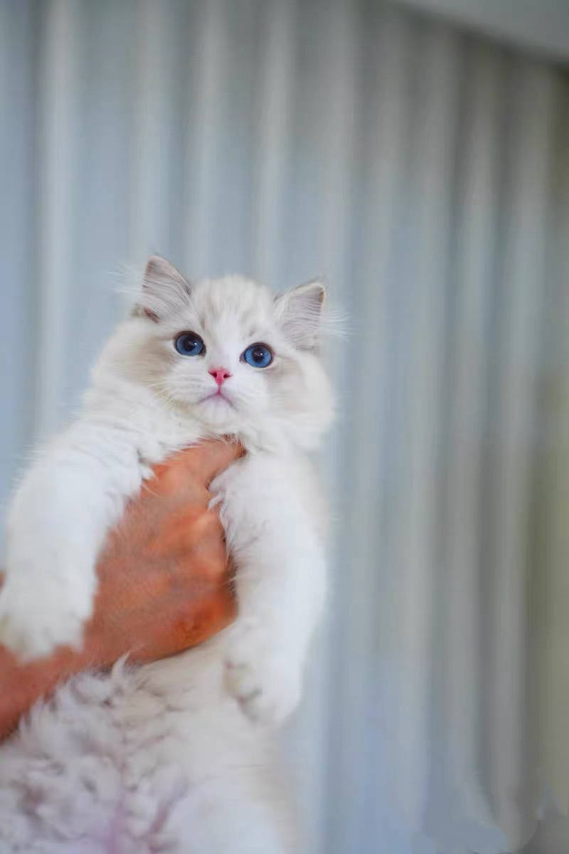 布偶猫