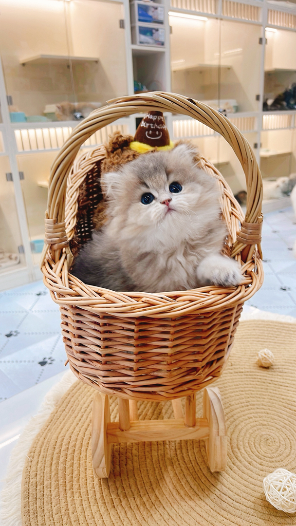 长毛蓝金