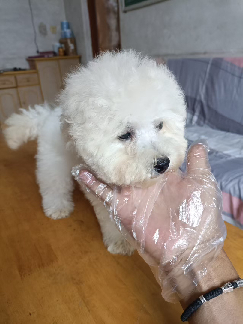 比熊