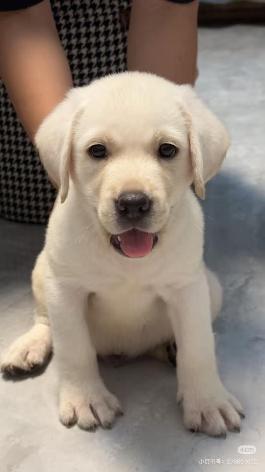 拉布拉多幼犬，乖巧可爱，温顺亲人，绝佳陪伴宠物