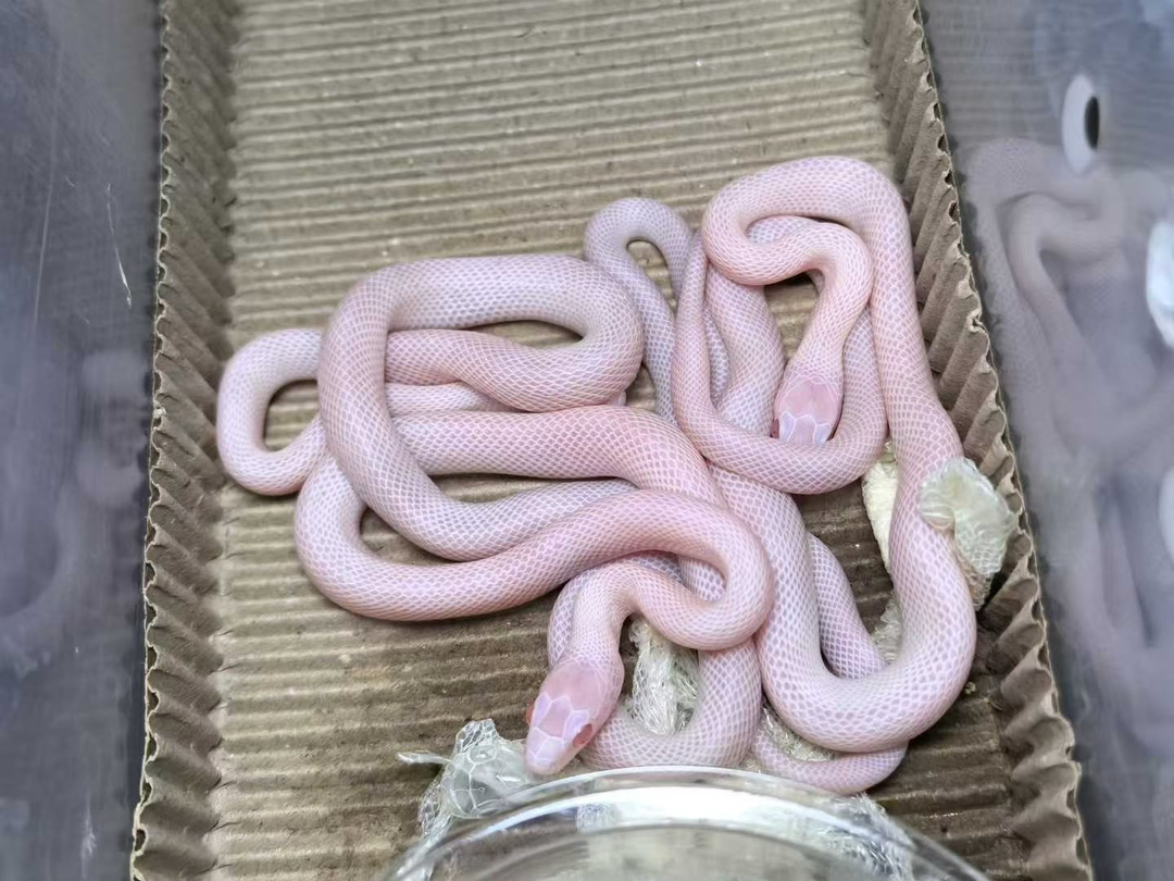 雪盲玉米蛇宝宝1只